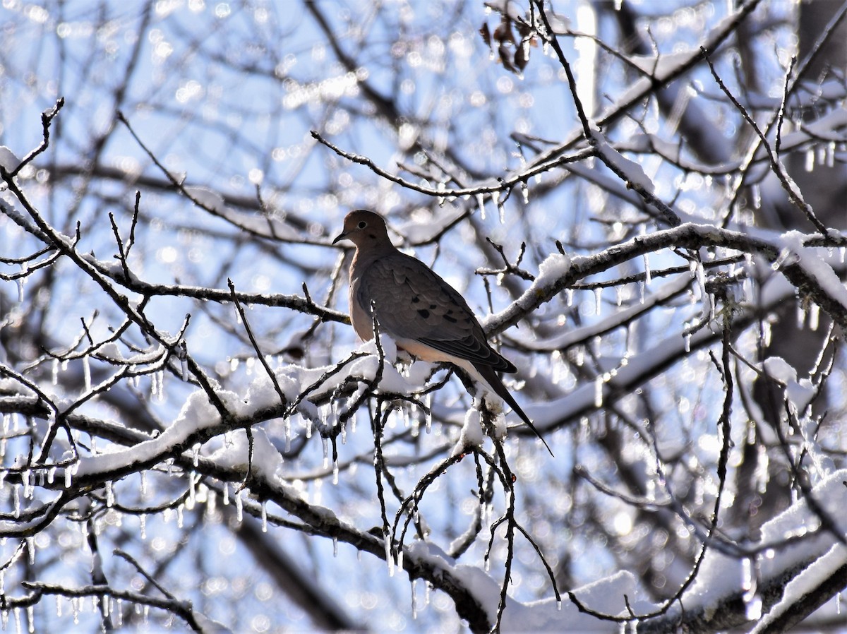 Mourning Dove - ML139865451