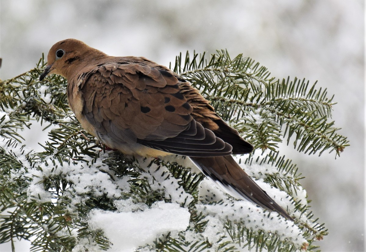 Mourning Dove - ML139865661