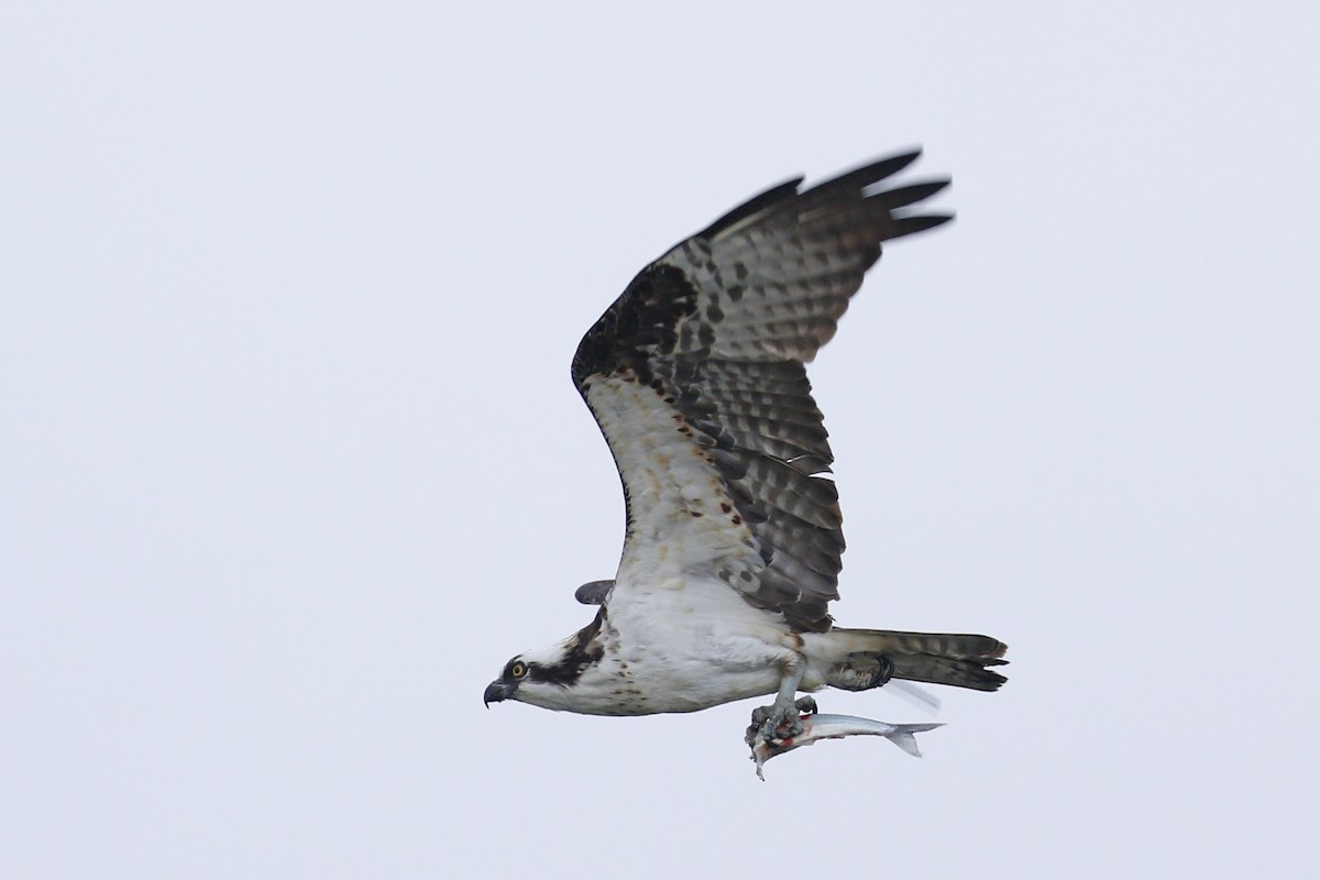 Osprey - Donna Pomeroy