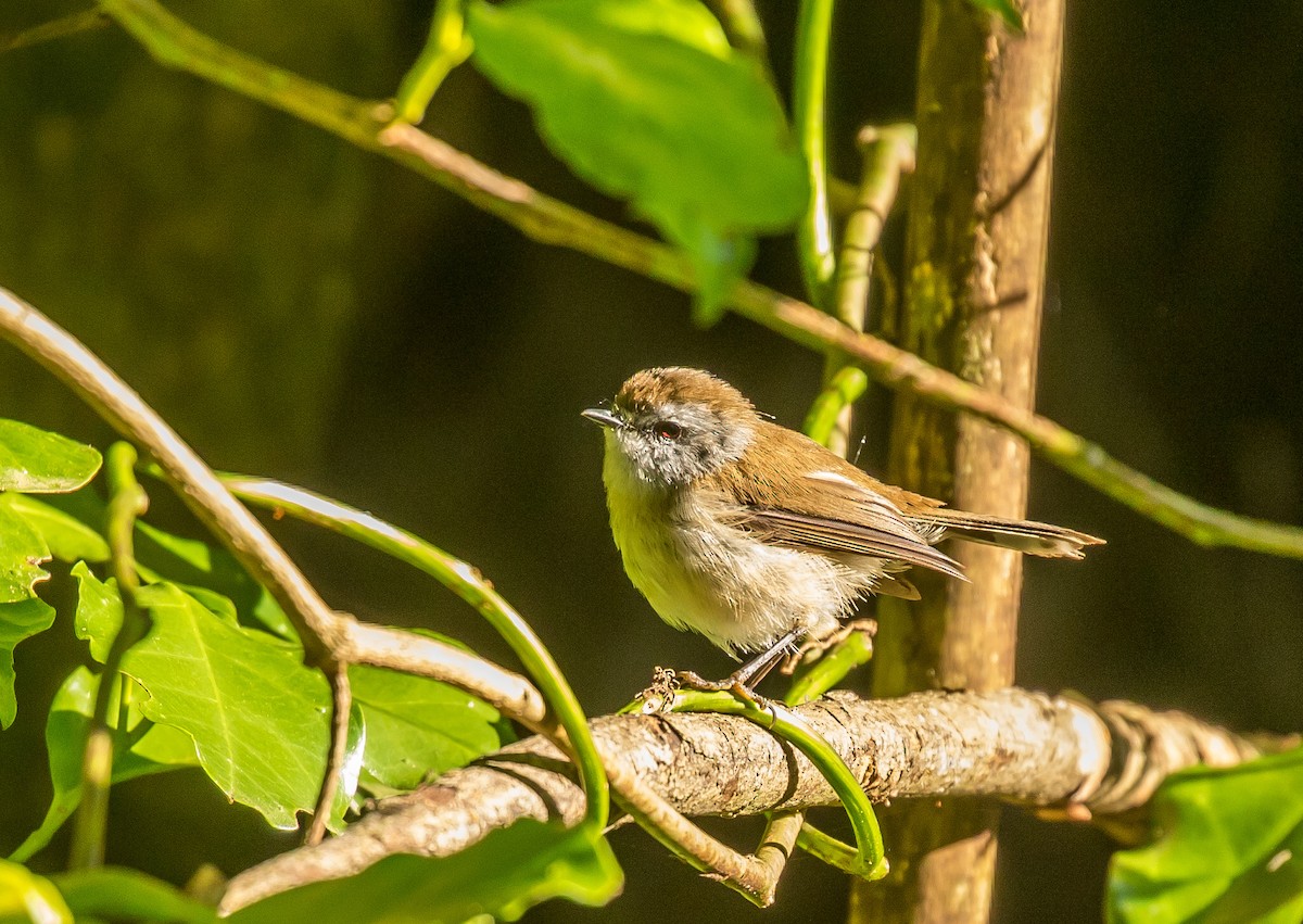 Brown Gerygone - ML139867301