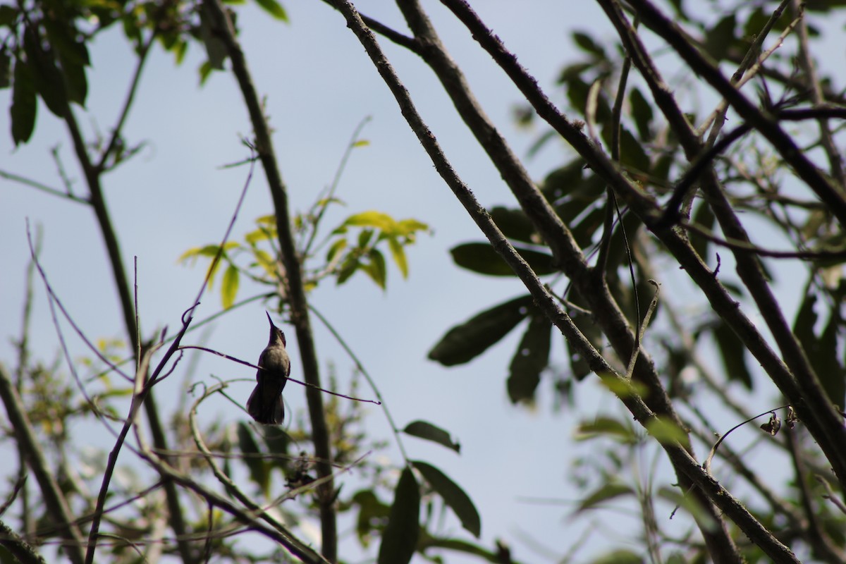 Brown Violetear - ML139867881