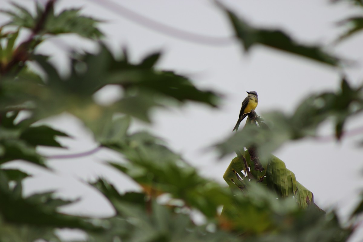 Tropical Kingbird - ML139867911