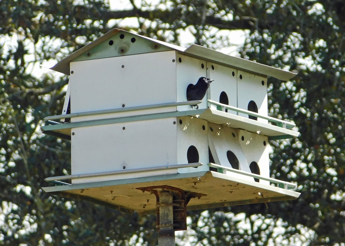 Purple Martin - ML139868691