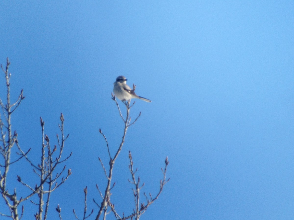 Northern Shrike - ML139868741