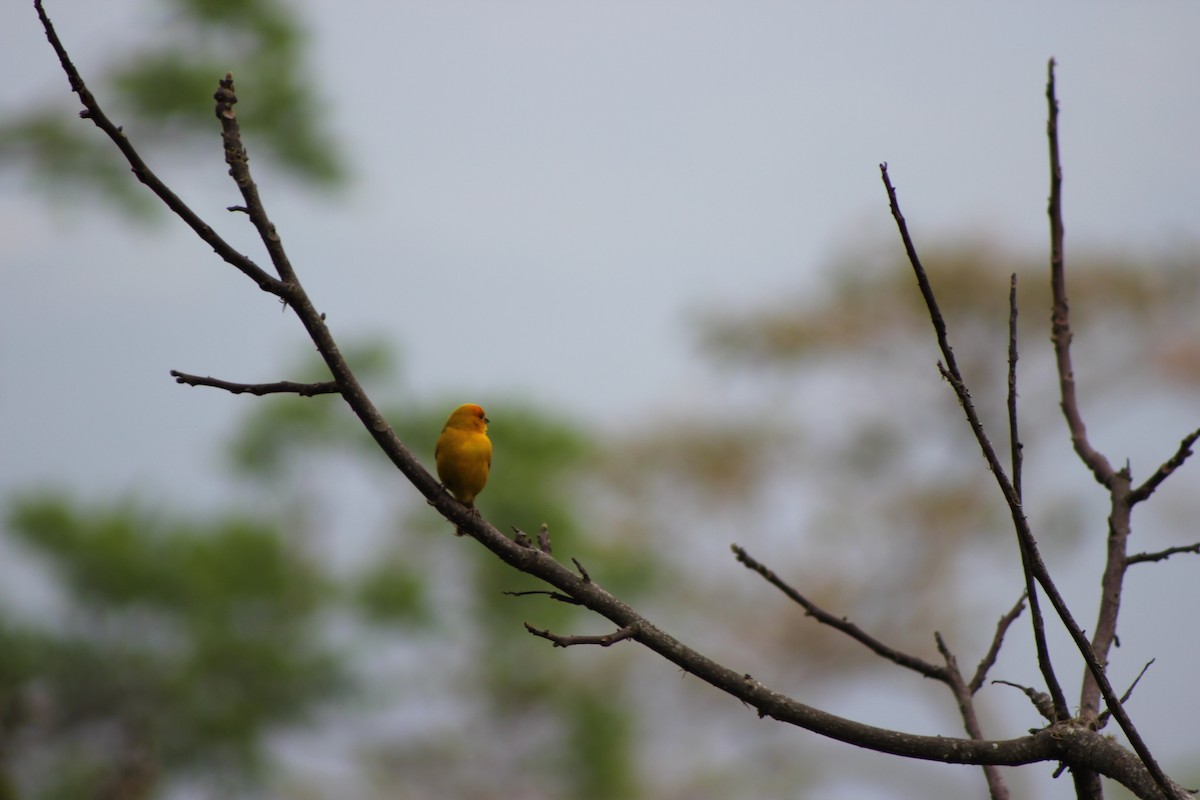 Saffron Finch - ML139868771