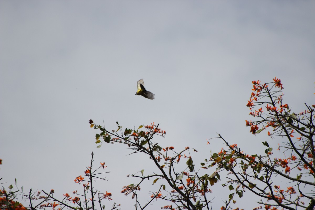 Tropical Kingbird - ML139869391