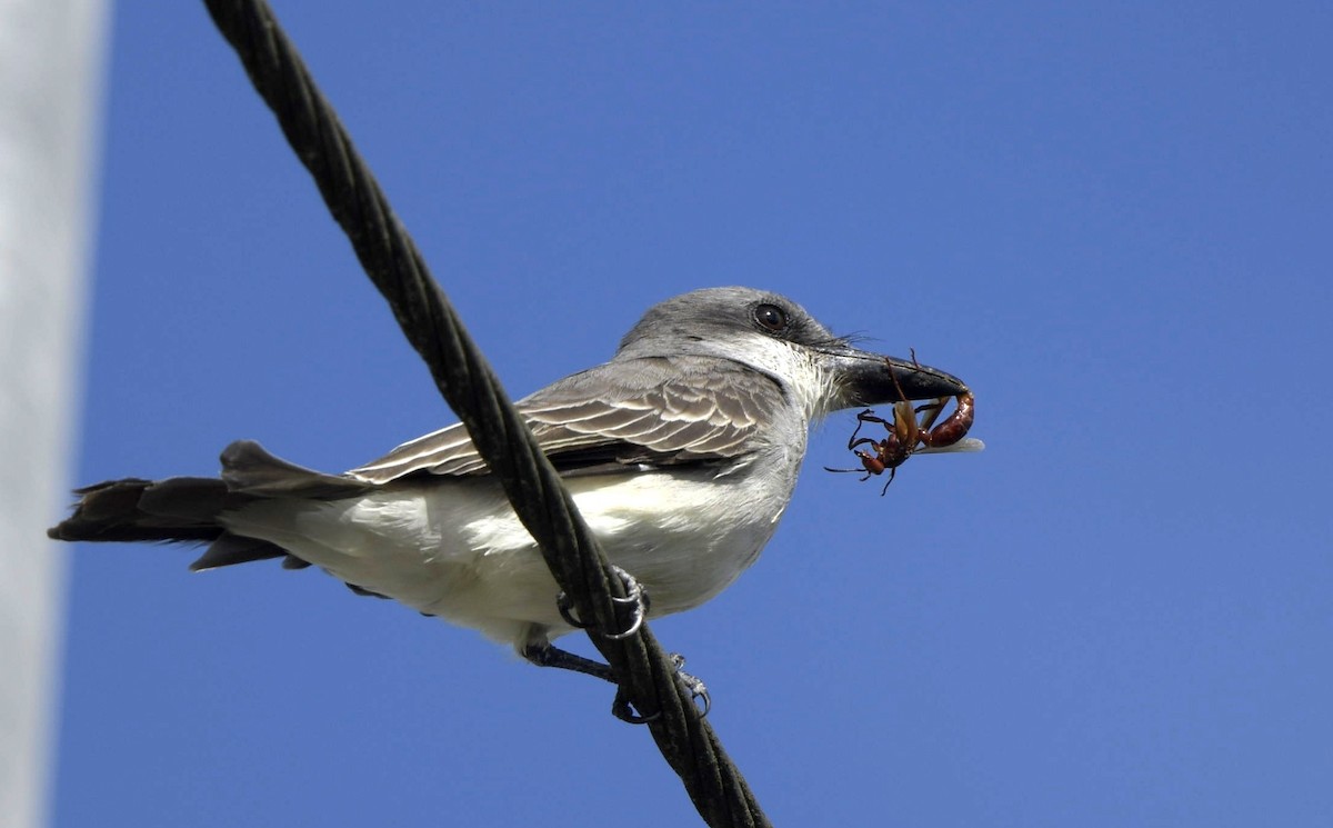 Gray Kingbird - Paul Arneson