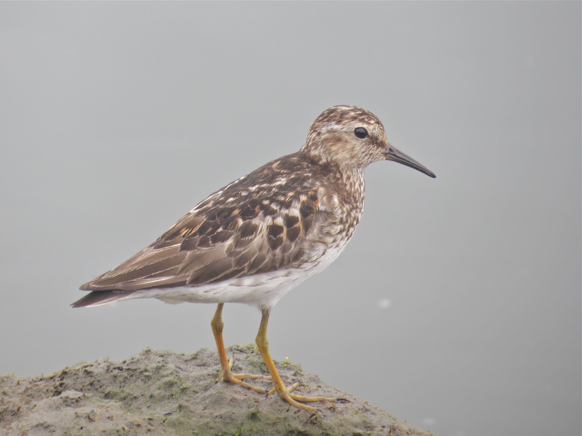 Least Sandpiper - ML139870481