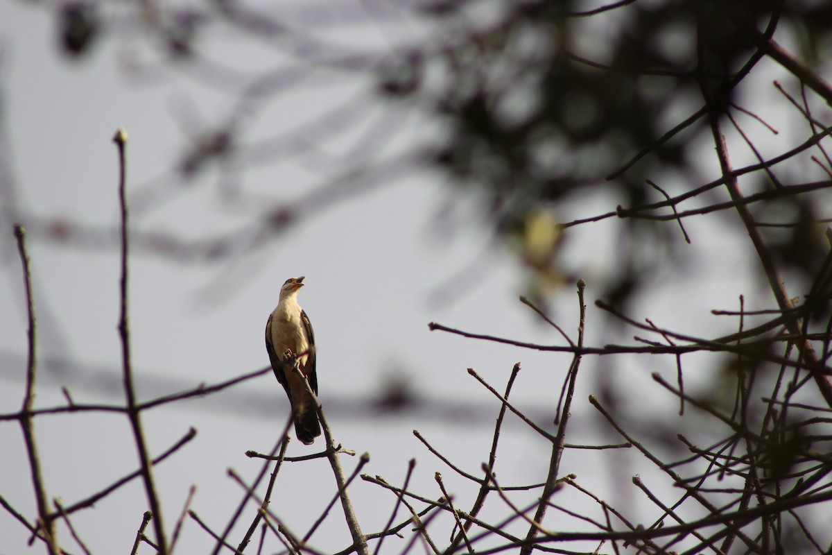 Yellow-headed Caracara - ML139870801