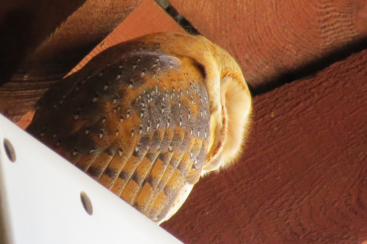 Barn Owl - ML139872051