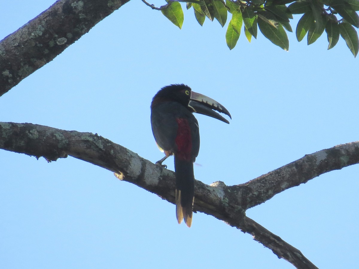 Collared Aracari - ML139872091