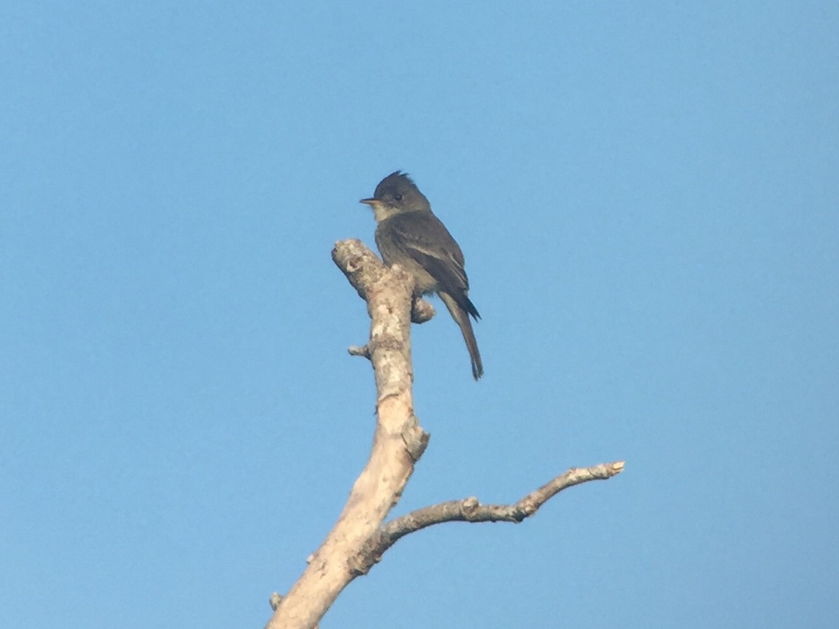 Eastern Wood-Pewee - MI YU