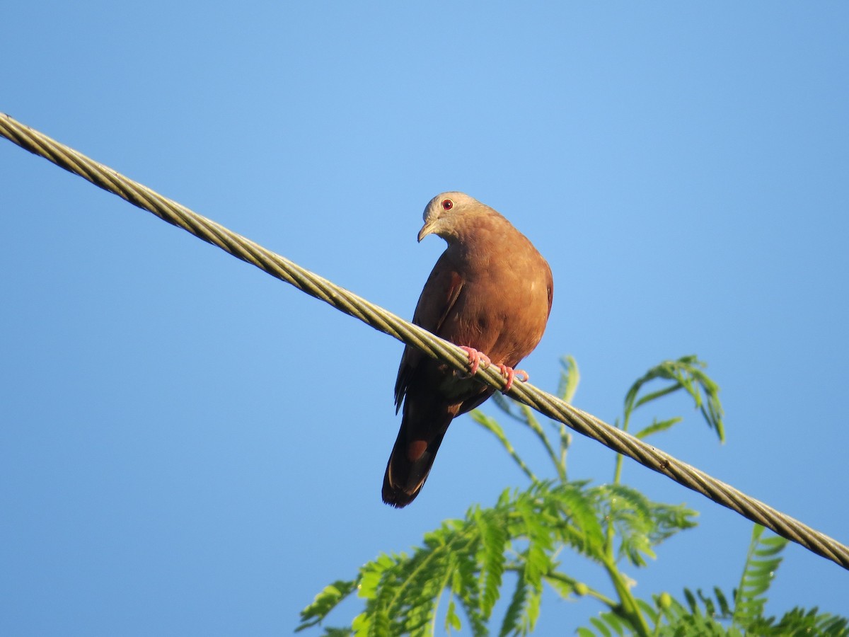 Ruddy Ground Dove - ML139872161