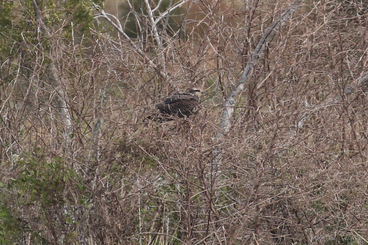 Snail Kite - ML139872351