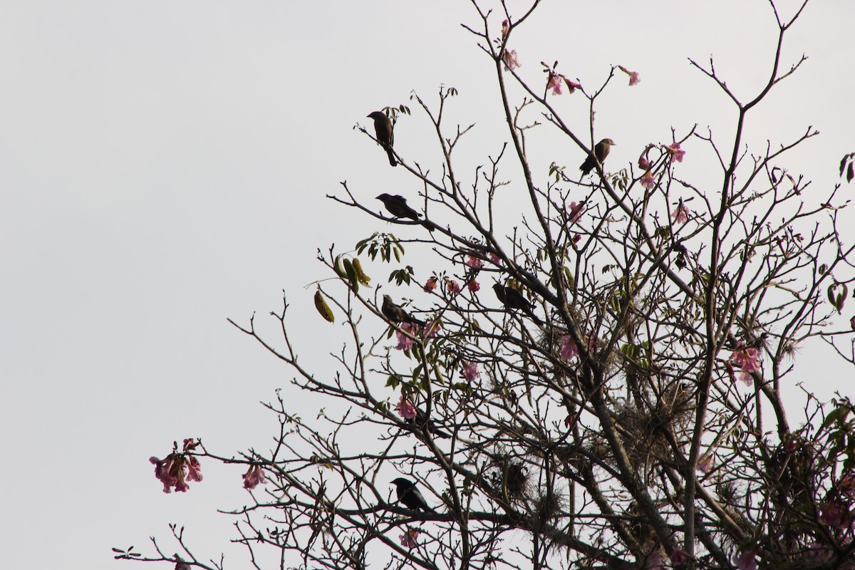 Shiny Cowbird - ML139872411