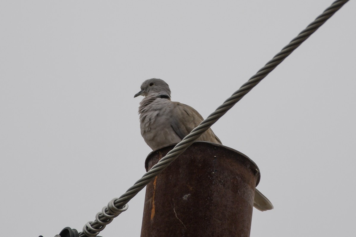 Eurasian Collared-Dove - ML139872691