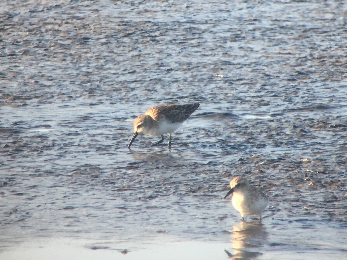 Western Sandpiper - ML139873791