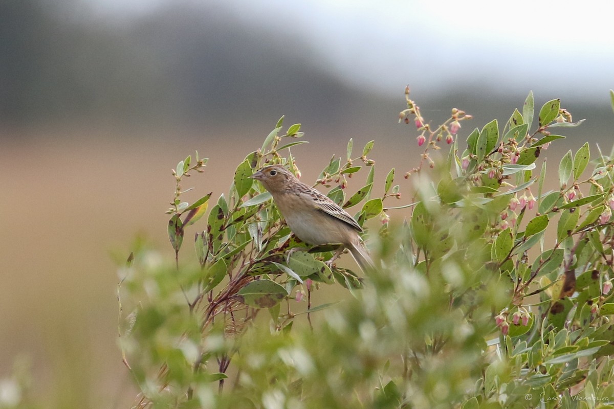 Grasshopper Sparrow - ML139874431