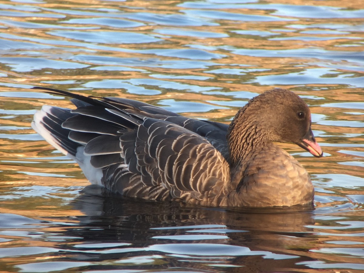 Pink-footed Goose - ML139874971