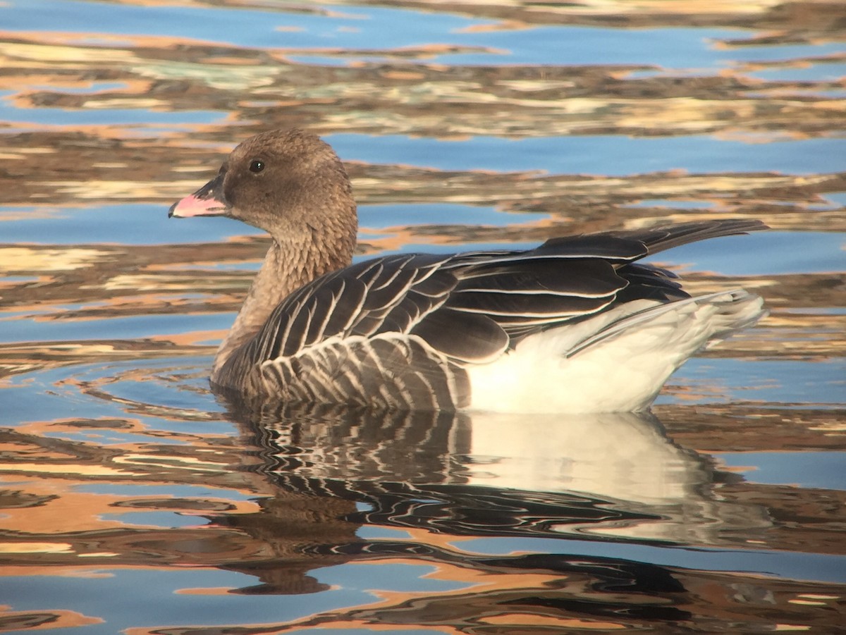 Pink-footed Goose - ML139874991