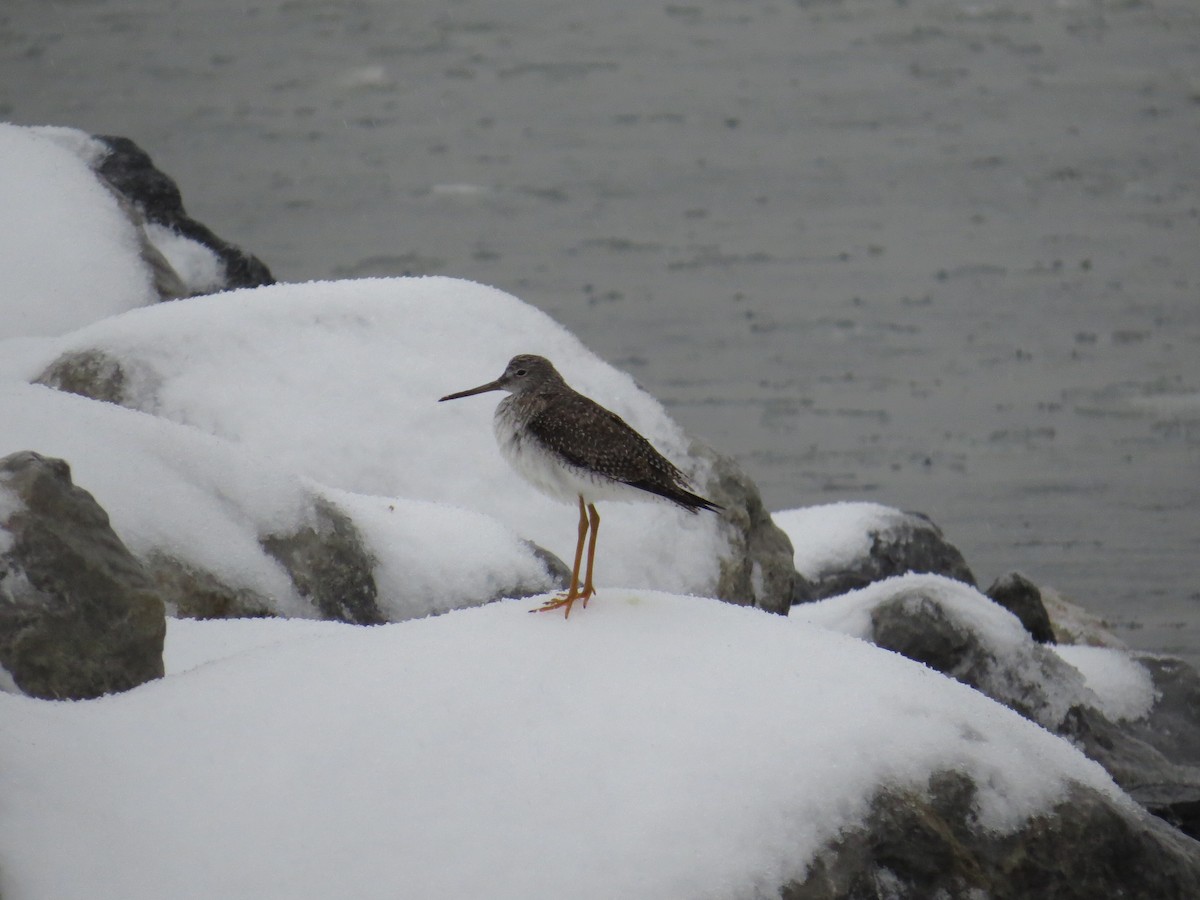 Greater Yellowlegs - ML139875591