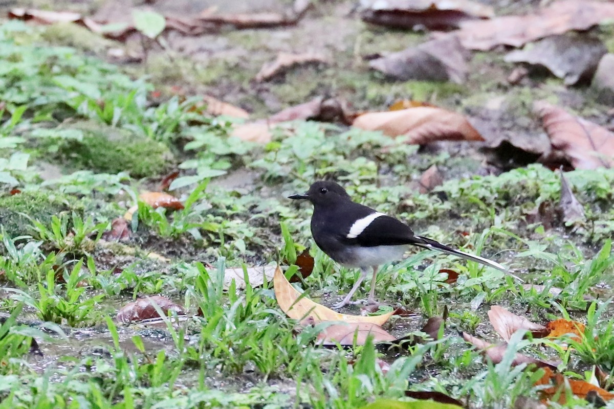 White-crowned/Bornean Forktail - ML139875761