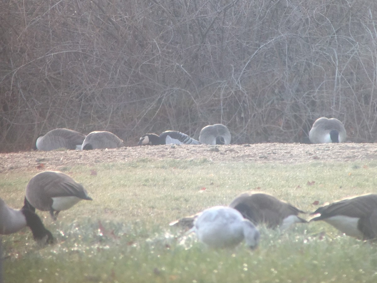 Barnacle Goose - MI YU