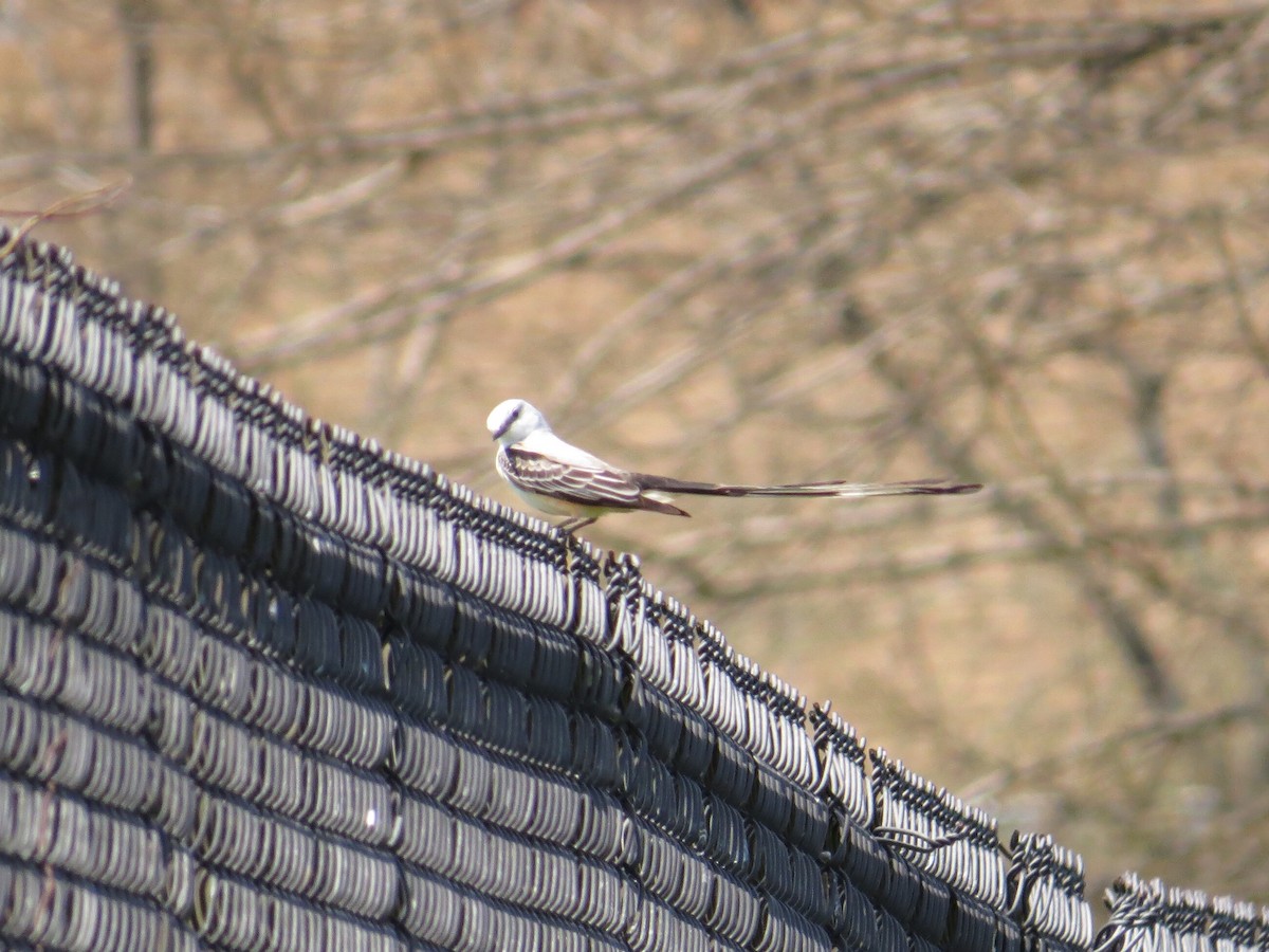 Scissor-tailed Flycatcher - ML139877051