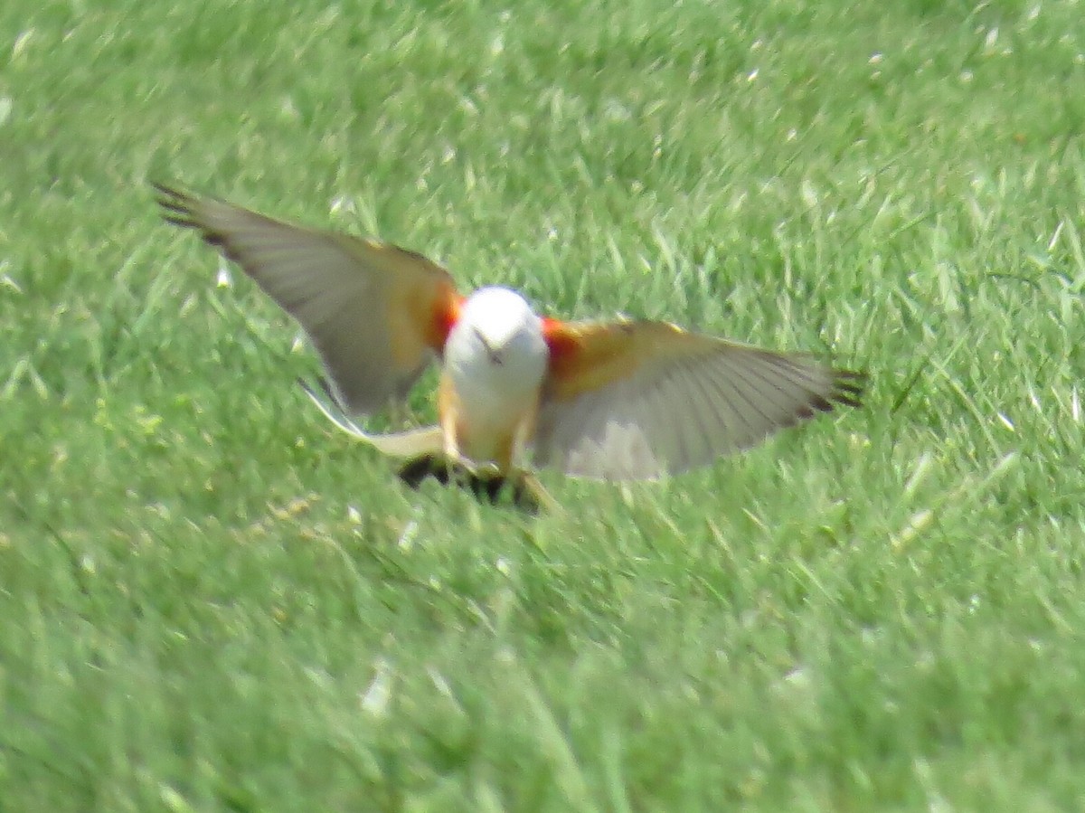 Scissor-tailed Flycatcher - ML139877071