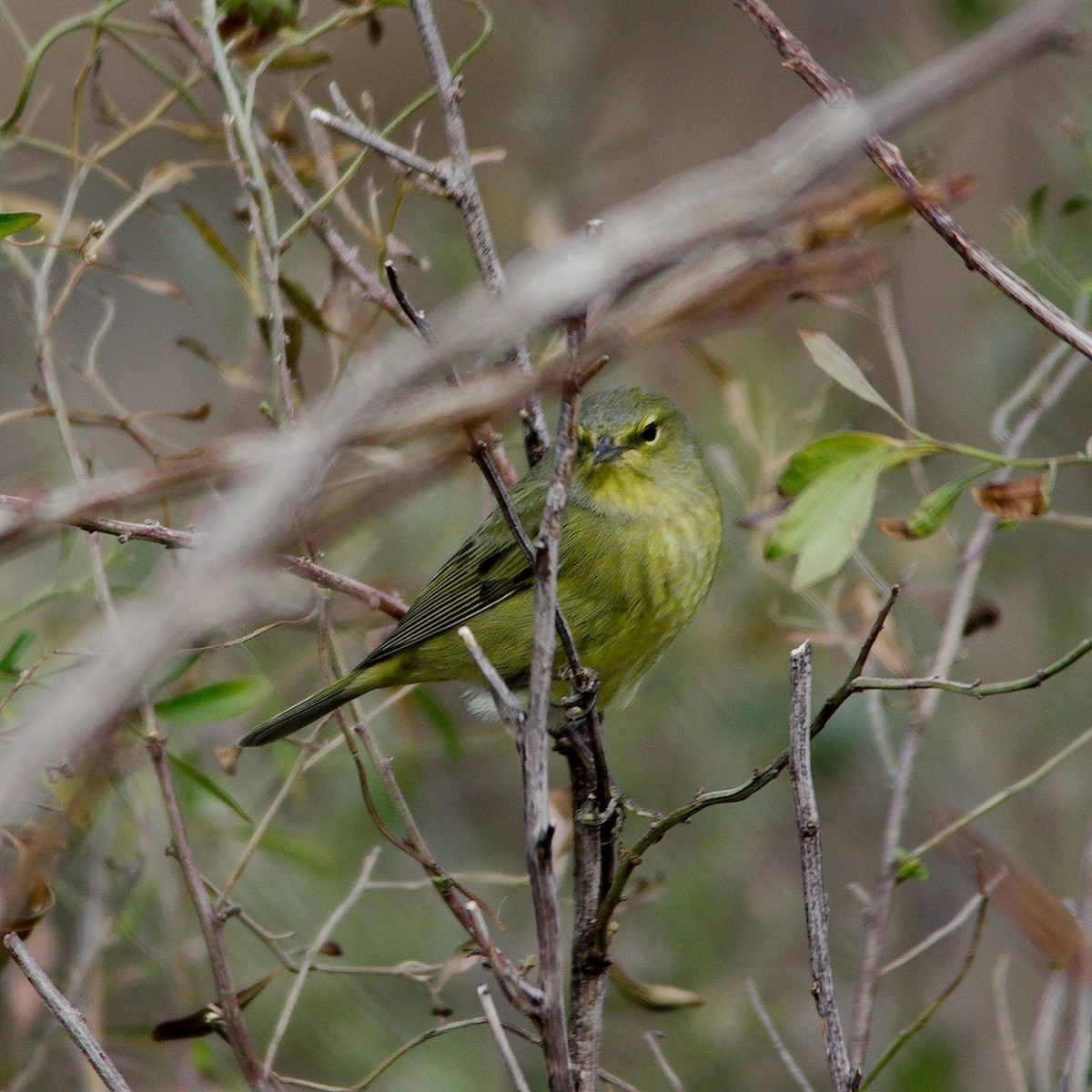 Orange-crowned Warbler - ML139878111
