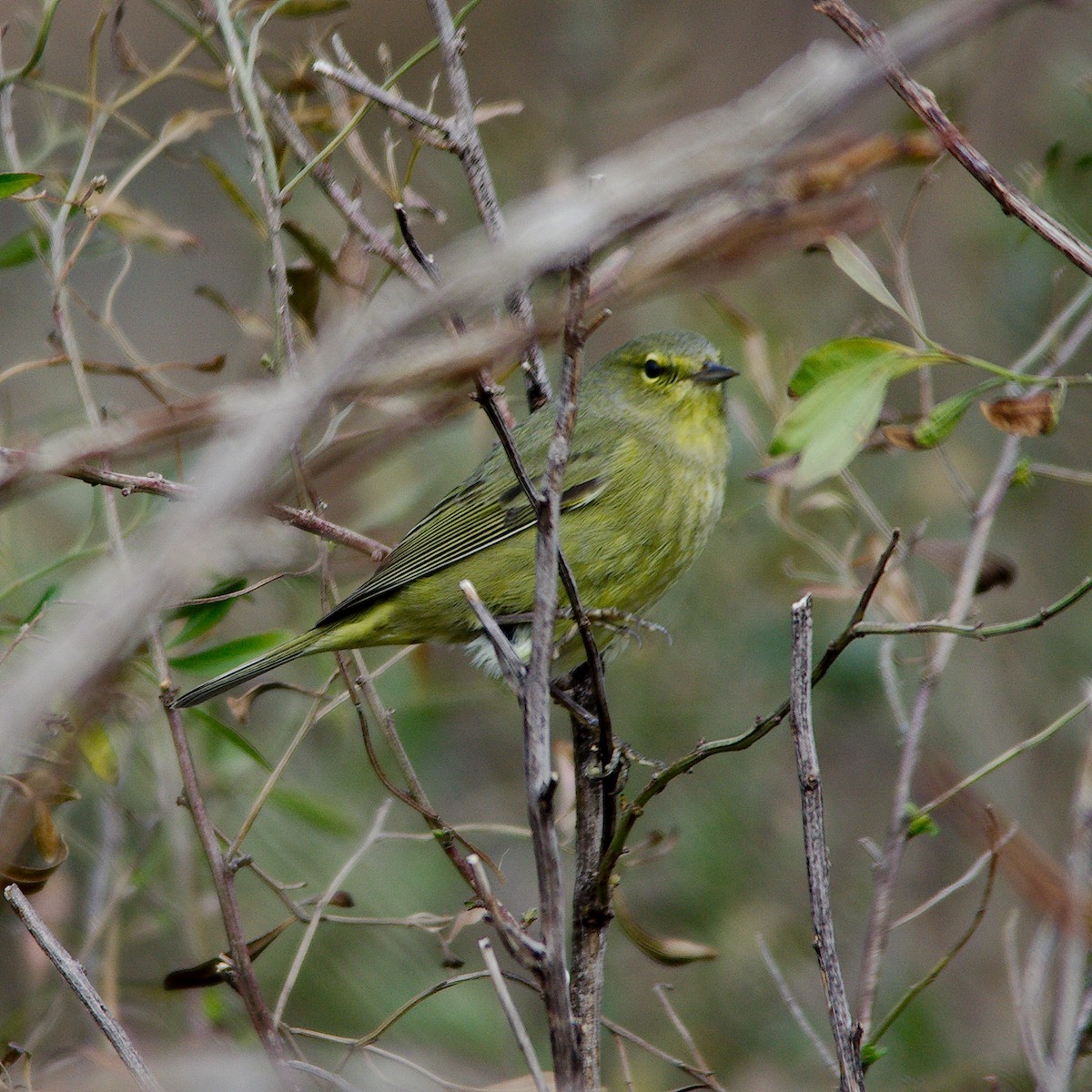 Orange-crowned Warbler - ML139878131