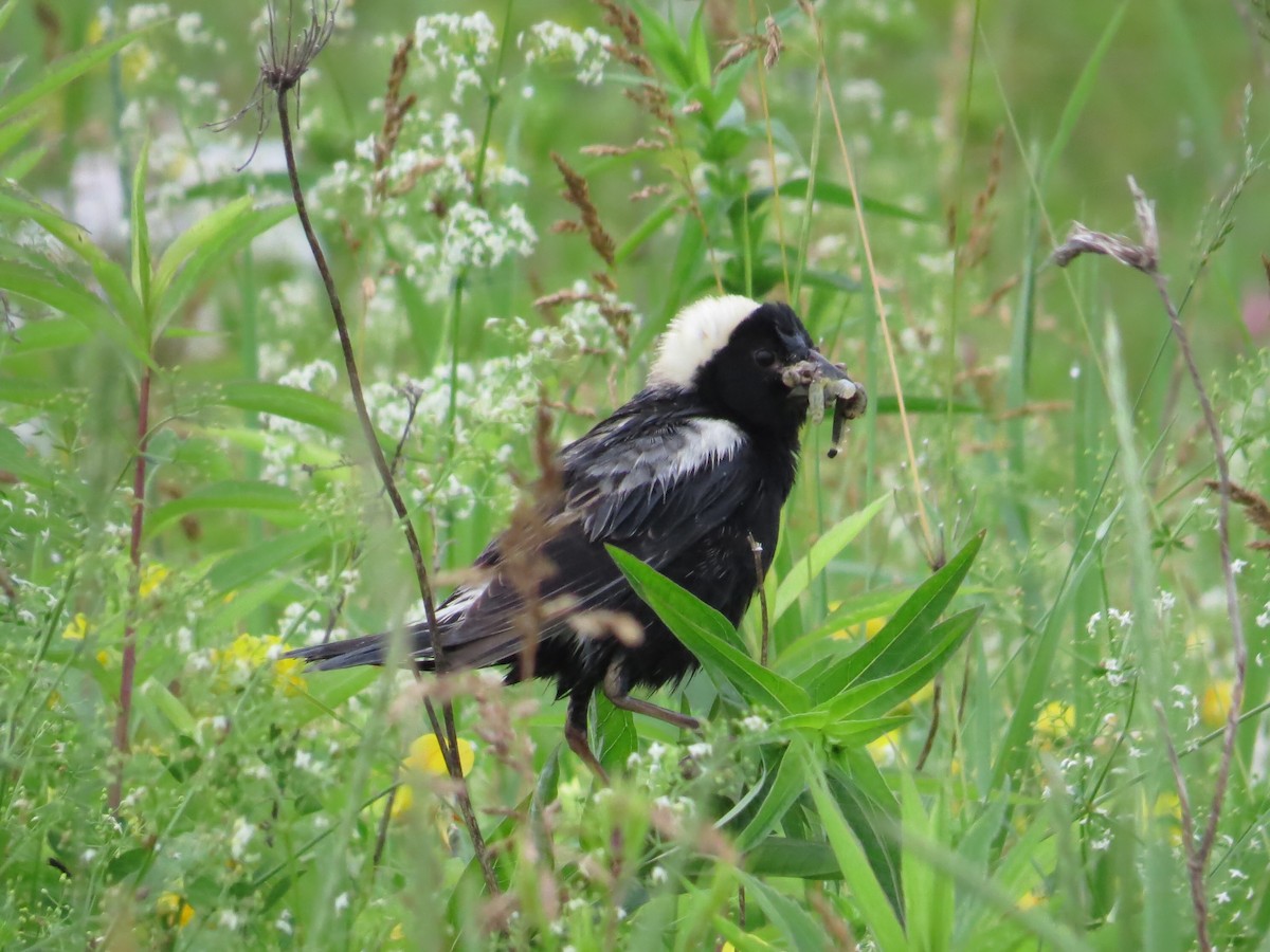 bobolink americký - ML139878291