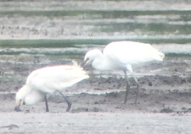 Little Egret - ML139878471