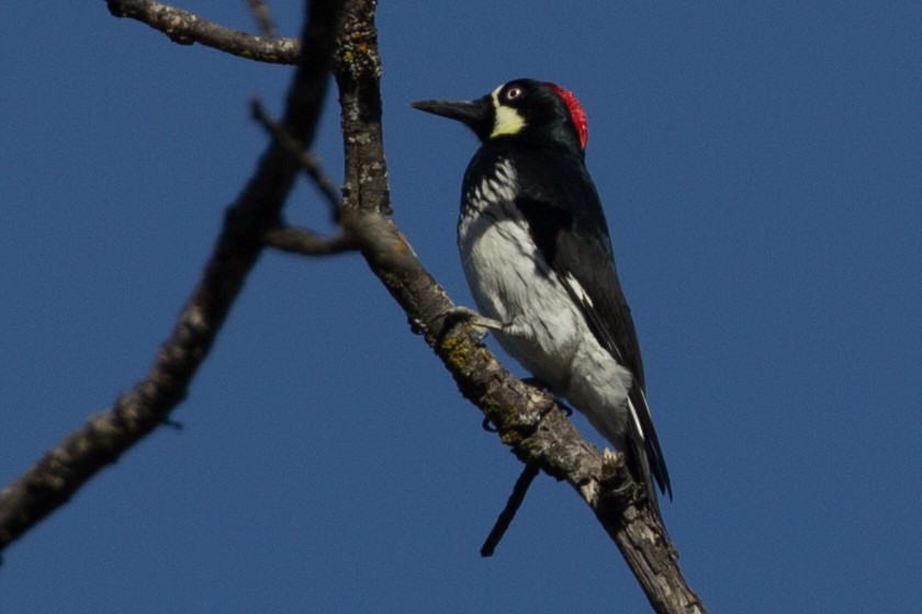 Acorn Woodpecker - ML139879071