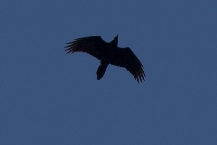 Common Raven - ML139879351