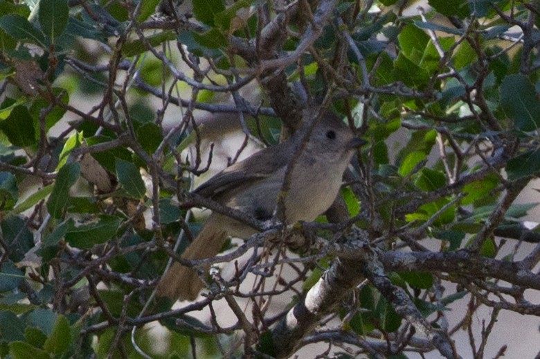 Oak Titmouse - ML139879471