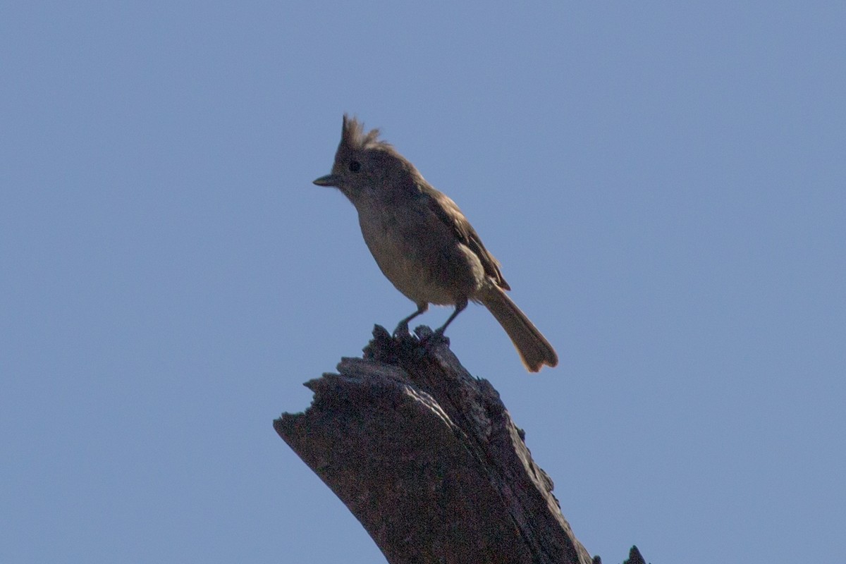 Oak Titmouse - ML139879491