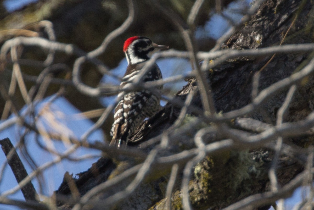 Nuttall's Woodpecker - Lindy Fung