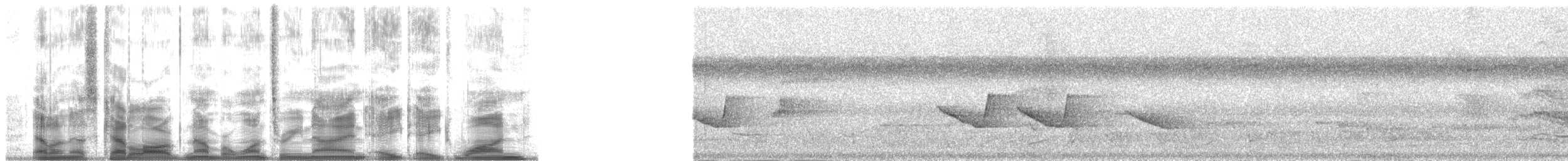 Diduncule strigirostre - ML139881