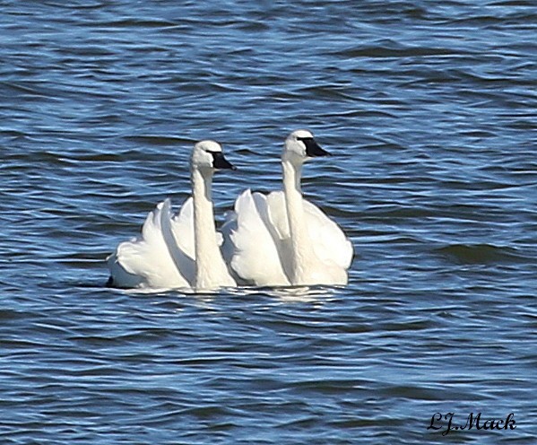 Tundra Swan - Linda Mack