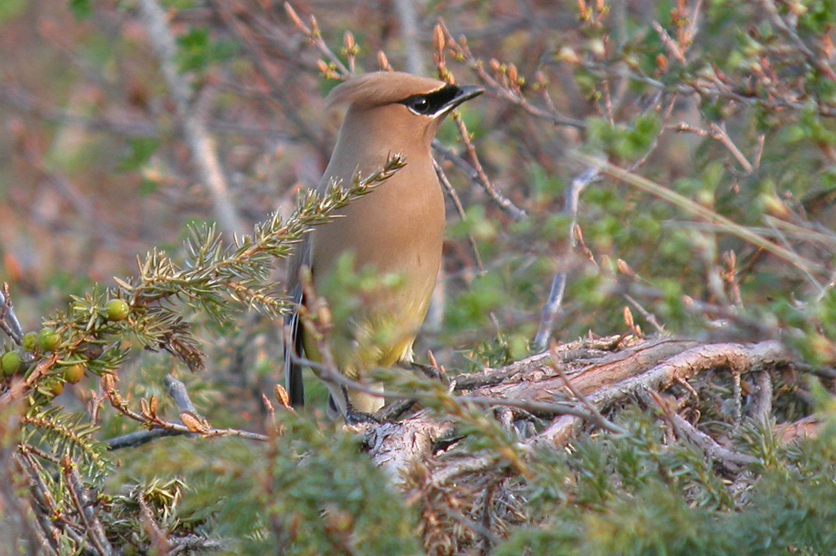 Cedar Waxwing - ML139885661