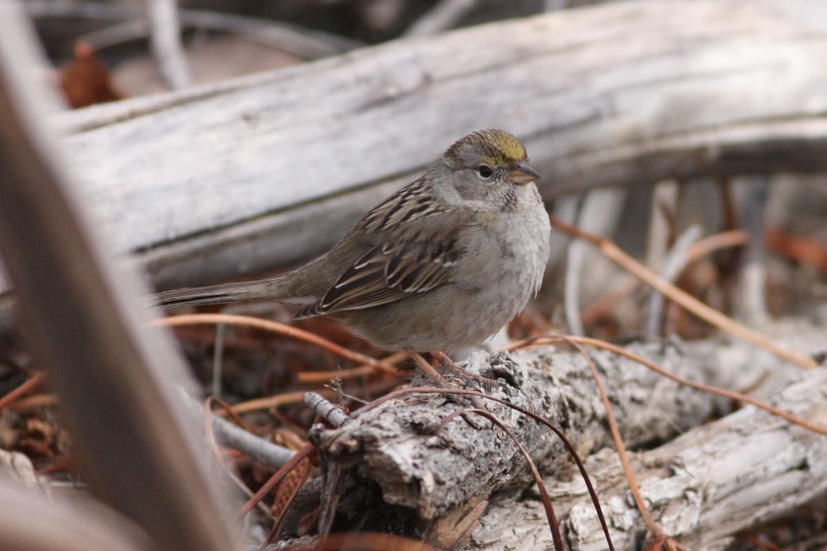 Golden-crowned Sparrow - Wyatt Egelhoff