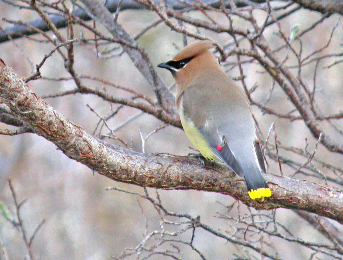 Cedar Waxwing - ML139885711