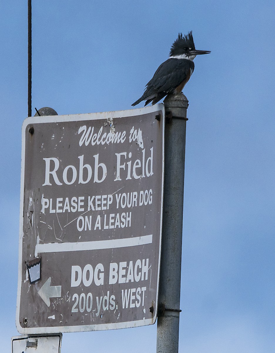 Belted Kingfisher - ML139886201