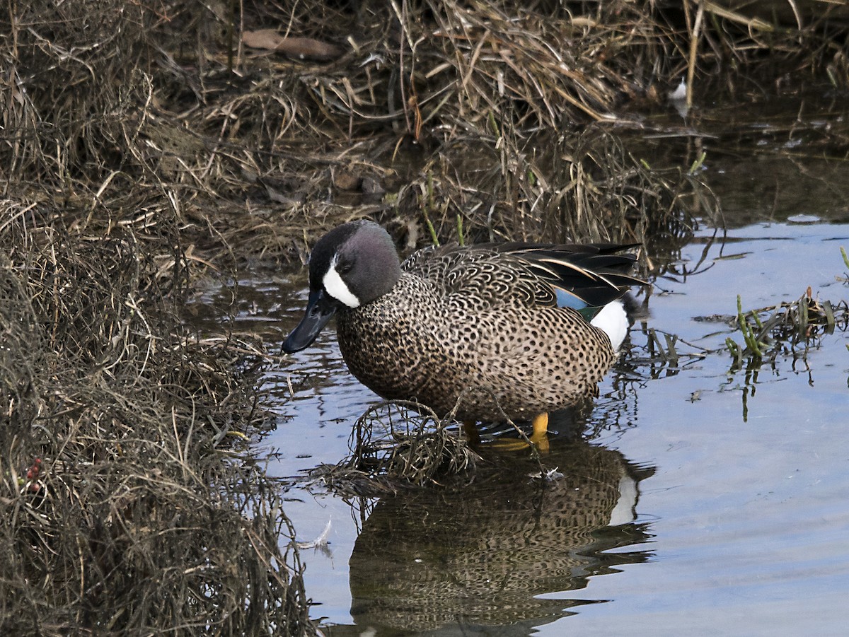 Blue-winged Teal - ML139886281