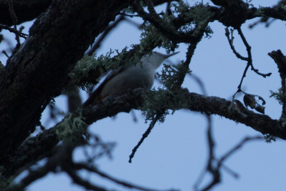 White-breasted Nuthatch - ML139886321