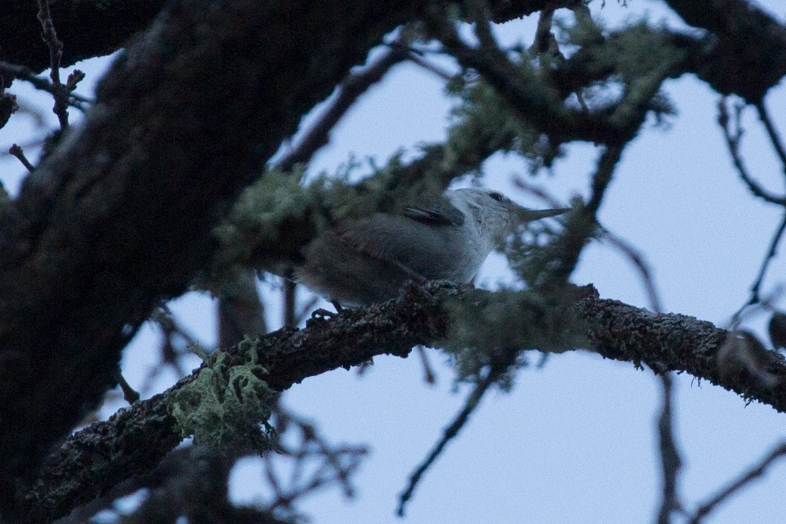 White-breasted Nuthatch - ML139886371
