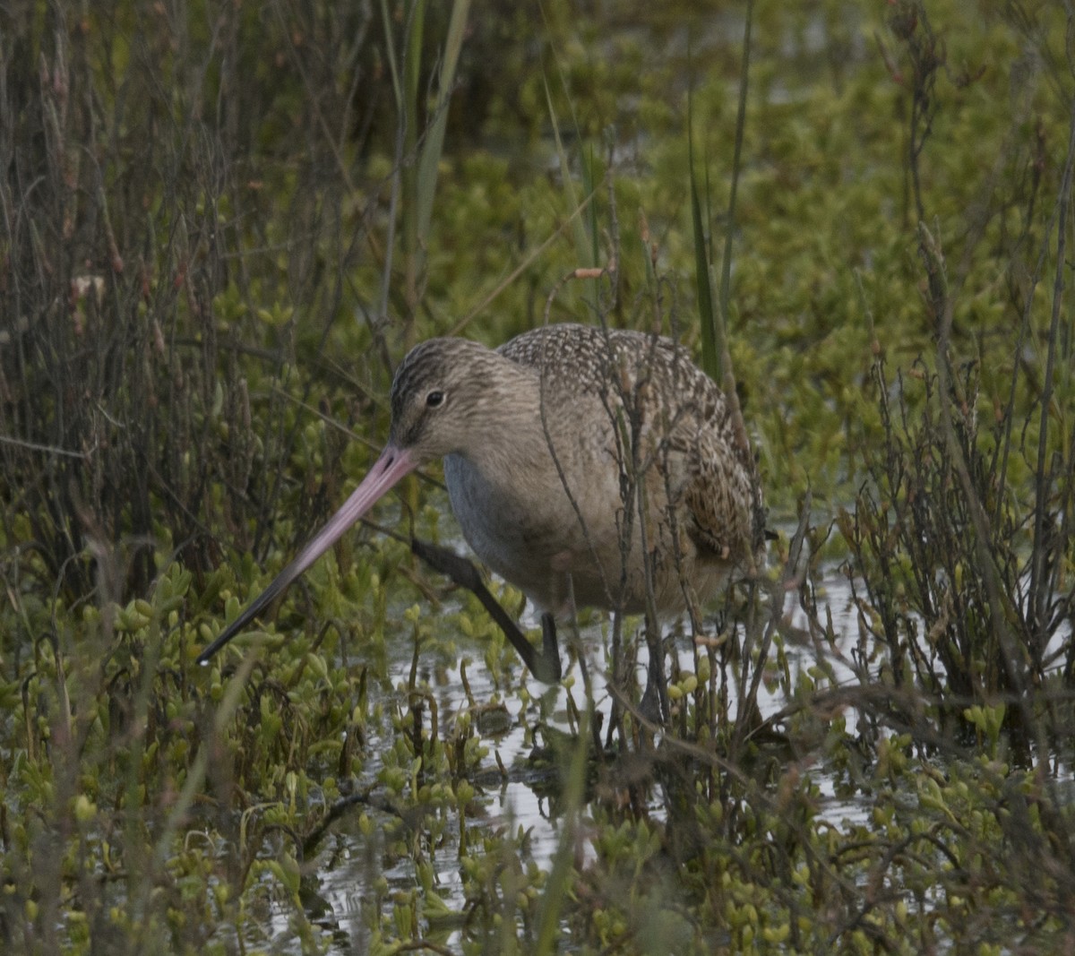 Marbled Godwit - ML139886381