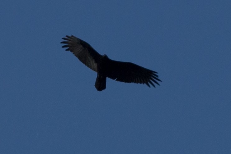 Turkey Vulture - ML139886431