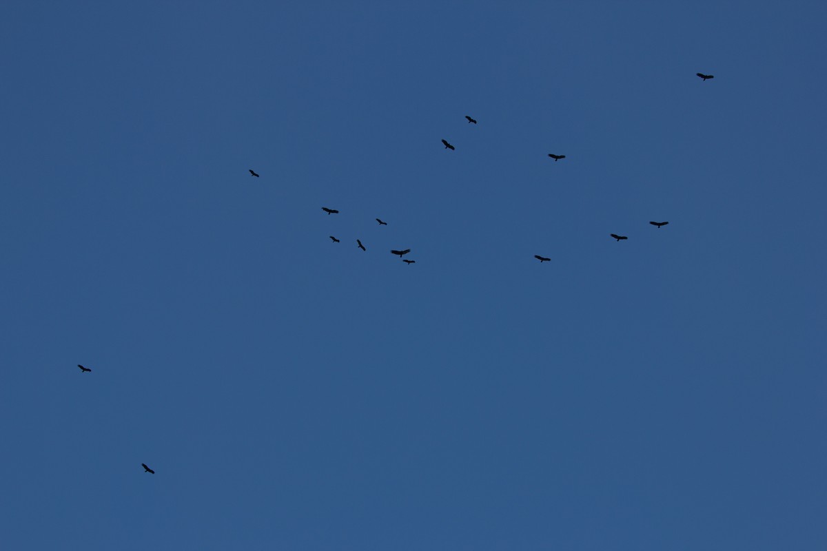 Turkey Vulture - ML139886451